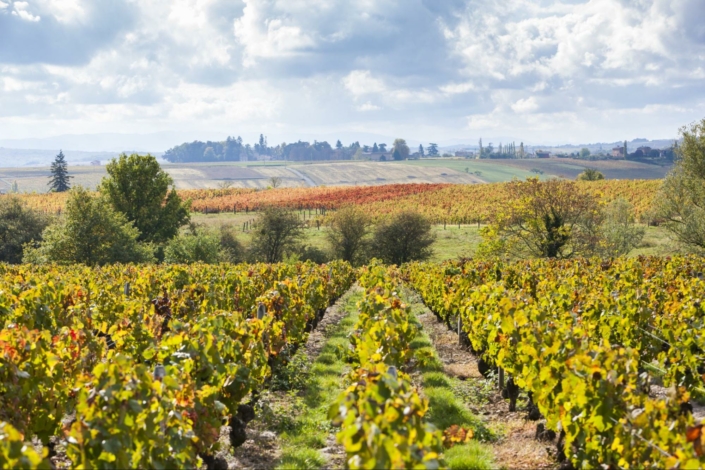 choisir-vin-de-la-Vallee-du-Rhone