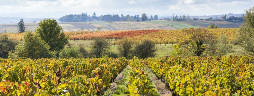 choisir-vin-de-la-Vallee-du-Rhone