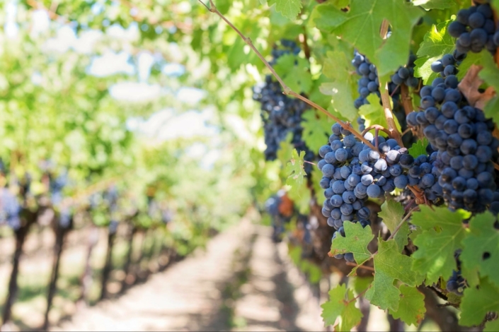 processus-de-vinification