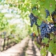 processus-de-vinification