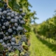 cycle de la vigne