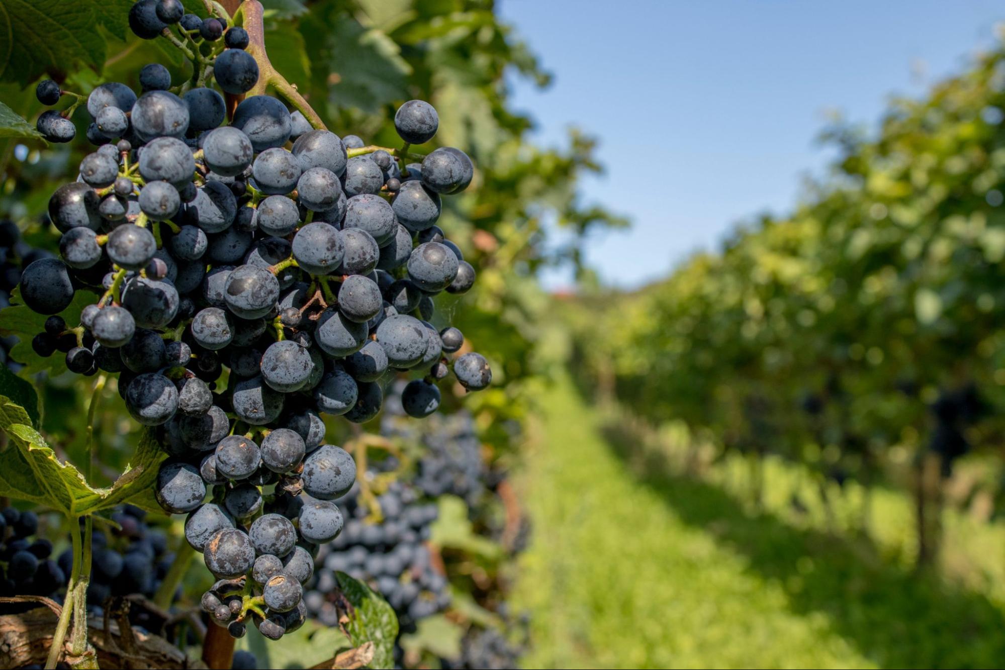 cycle de la vigne